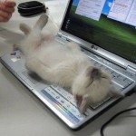 chat sur un clavier